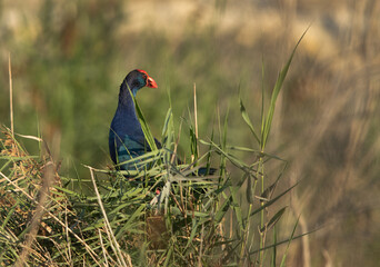 Grey-headed Swamphen in green at Asker Marsh, Bahrain