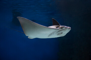 cownose ray swimming in the water,  fish underwater in the aquarium © IvSky