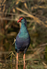 Portrait of a Grey-headed Swamphen at Asker Marsh, Bahrain