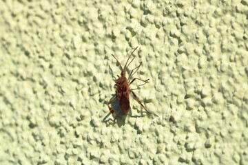 Leptoglossus occidentalis. Western conifer seed bug, aka WCSB. Macro, isolated on green wall