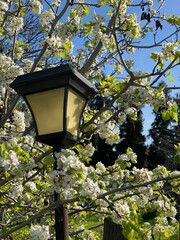 street lamp in the park with pear blossoms