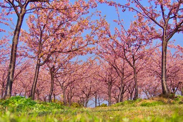 Obraz premium Blooming Cherry Blossoms, Japan