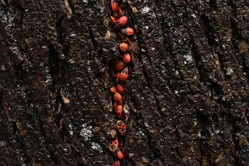Group of the firebugs (Pyrrhocoris apterus) on a wet tree bark in rainy day