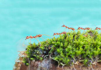 red ants on top of hill