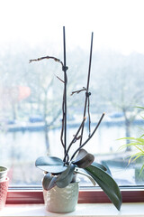 Orchidea indoors, at a window, growing new flowers
