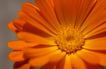 Summer background with Marigold flowers in sunlight. Beautiful nature scene with blooming calendula officinalis in Summertime.