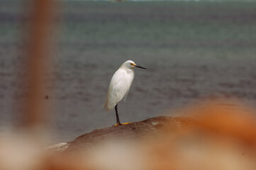 Parlamento das Garças