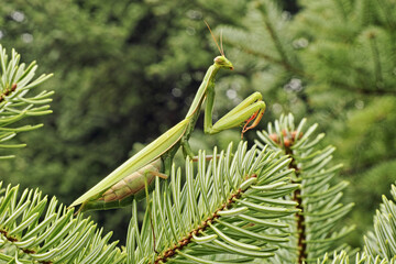 european mantis