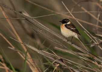 Siberian stonechat perched on reed at Asker marsh, Bahrain