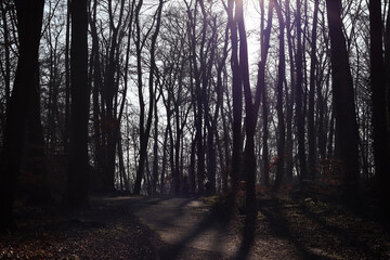 Fototapeta premium Ein mystischer Wald im Frühling