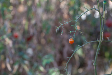 Tomato fruits damaged by bacterial disease. Moisture cracked tomatoes. Tomatoes dried up from pests.