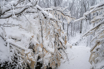 Beautiful frozen tree branches near Valaste Waterfall, Northern Estonia. Selective focus.