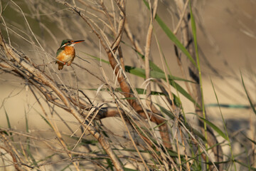 Common Kingfisher perched on tall grass, Bahrain