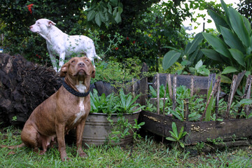 Perritos, naturaleza.