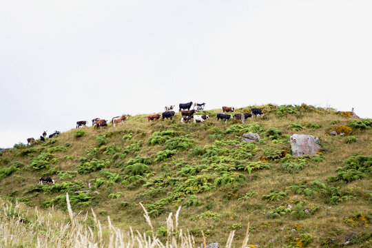 vacas en la monta&ntilde;a