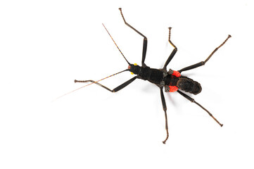 Stick insect native to Peru (Peruphasma schultei)