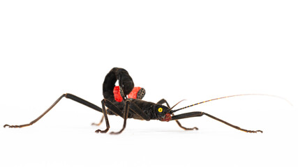 Stick insect native to Peru (Peruphasma schultei)