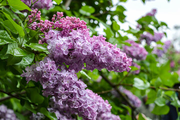 Blossom of lilac flowers in Kyiv, Ukraine on May, rainy weather