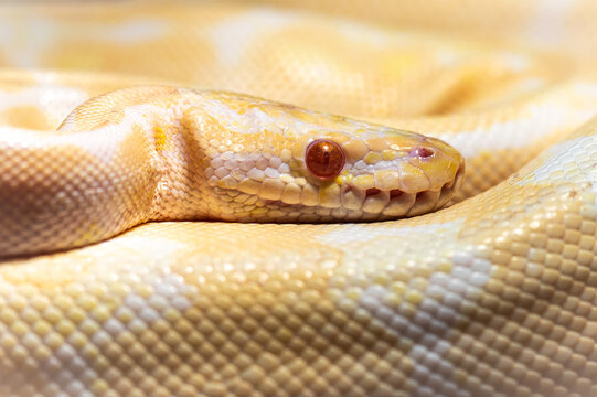 Albino ball python