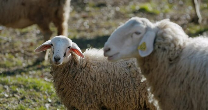 A cute little lamb looking into the camera next to his mother