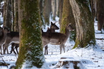 Fallow deer, animals in the wild nature. Herd of does in the winter forest, natural outdoor background