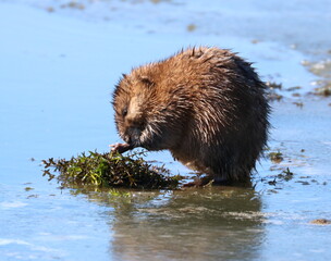 Muskrat Sitting on the Ice