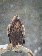 Golden eagle