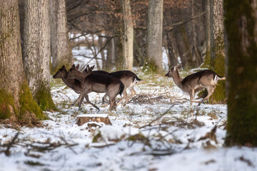 Fallow deer, animals in the wild nature. Herd of does in the winter forest, natural outdoor background