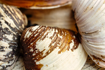 Close-up of brown and white shells with selective focus. Top view.