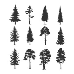Fototapeta premium Set of coniferous trees.