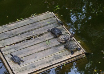A family of turtles basks in the sun in a pond