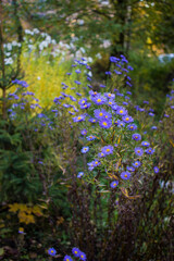 Bluish Aster Tongolensis, Family Compositae