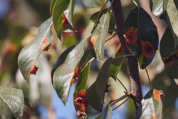 Pear leaves with pear rust infestation