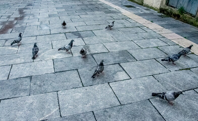Palomas grises sobre pavimento gris en un día gris y lluvioso