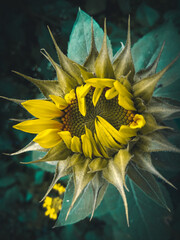 Sunflower, closeup shot of beautiful sunflower with green background, blooming