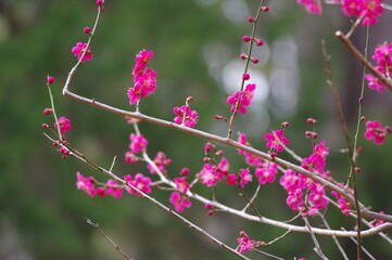 梅
