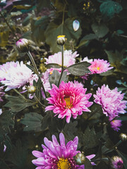 Hardy chrysanthemums flower blossoms very beautifully in garden with dark green background.