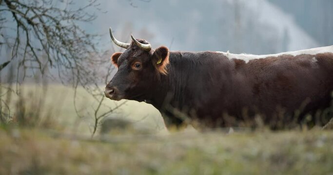 A large brown cow standing on top of a grass covered field