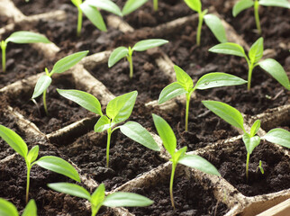 Young seedlings of sweet pepper on windowsill in the spring, rows of plants in cardboard peat pots, closeup, copy space, vertical, eco agriculture, house planting and homegrown vegetables concept