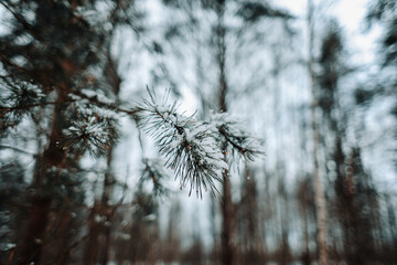 pine tree