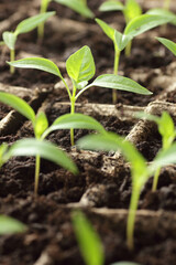 Young seedlings of sweet pepper on windowsill in the spring, rows of plants in cardboard peat pots, closeup, copy space, vertical, eco agriculture, house planting and homegrown vegetables concept