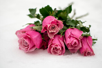 Bouquet of pink roses on white snow.