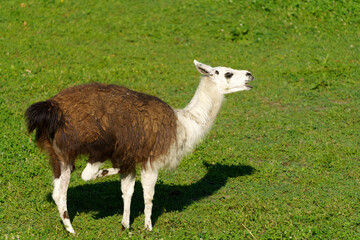 Obraz premium A llama in Valtellina, Italy