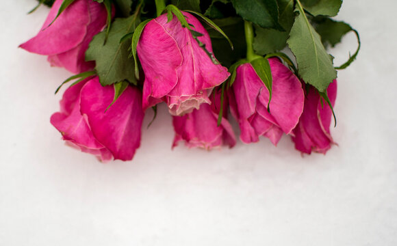 Bouquet of pink roses on white snow.