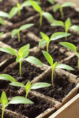 Young seedlings of sweet pepper on windowsill in the spring, rows of plants in cardboard peat pots, closeup, copy space, vertical, eco agriculture, house planting and homegrown vegetables concept
