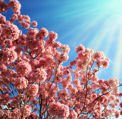 Fototapeta na wymiar Bright pink flowers against the blue sky. Spring is coming soon. Romantic realistic frame. Background for invitations