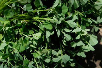 Fenugreek plants plucked from home garden