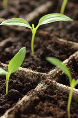 Young seedlings of sweet pepper on windowsill in the spring, rows of plants in cardboard peat pots, closeup, copy space, vertical, eco agriculture, house planting and homegrown vegetables concept