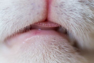 nose and mouth of a white adult cat
