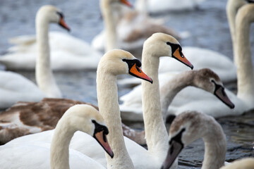 Fototapeta premium swans on the lake